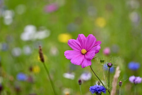 Purple Cosmos on Meadow