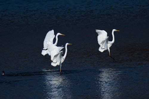 Three white birds flying over the water