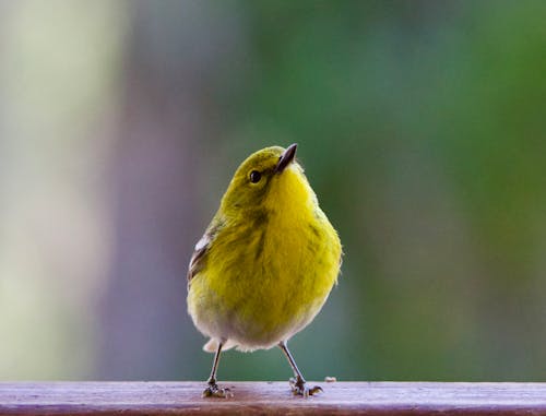 Close-up of a Pine Warbler