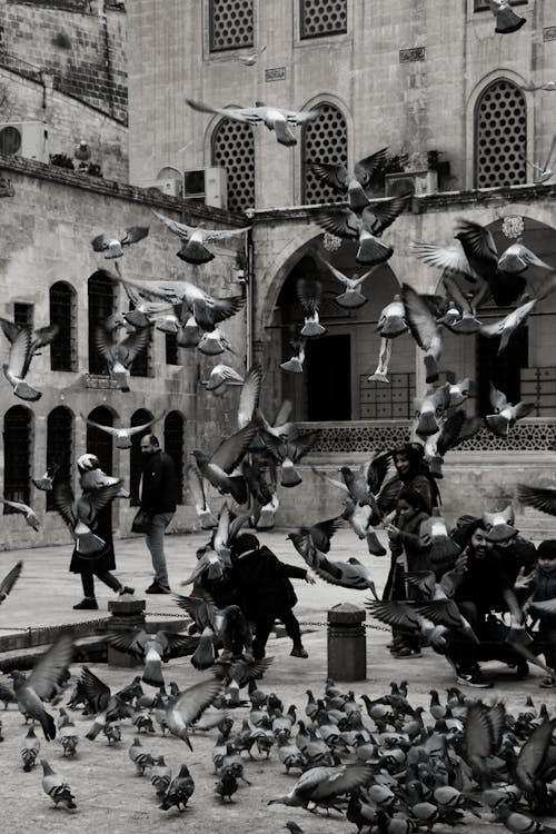 Flock of Pigeons around People and Children in Black and White