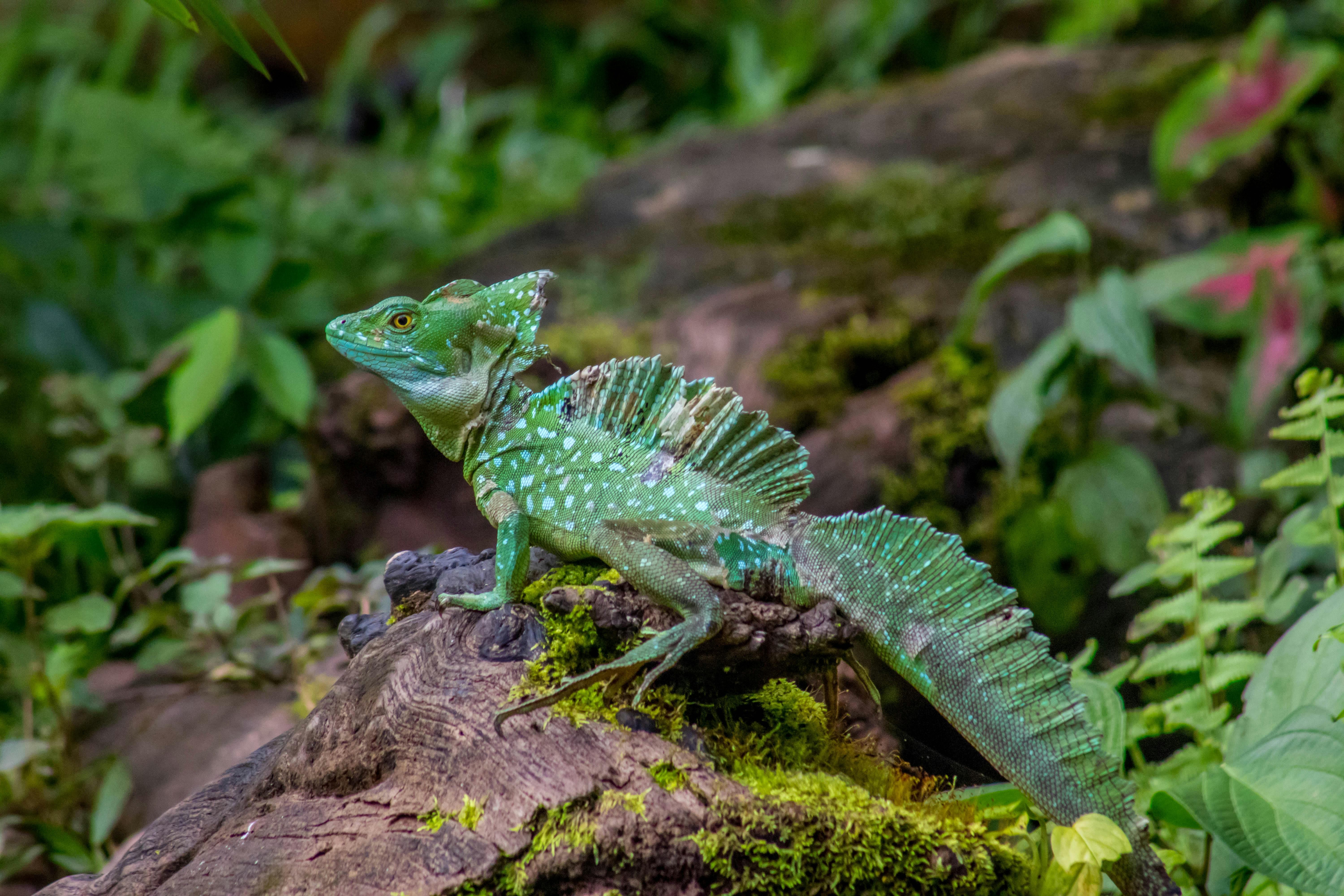 Free stock photo of basilisk, wild animal