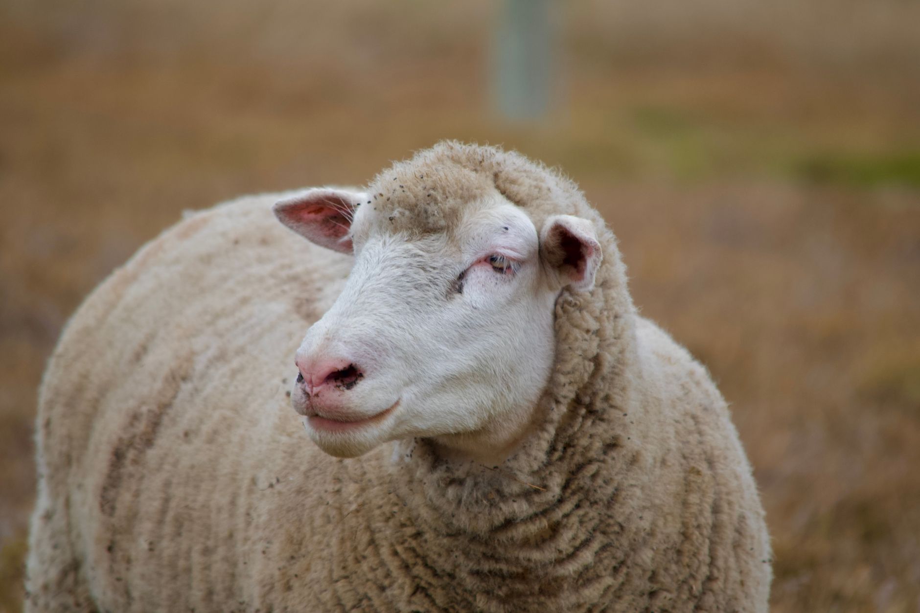 Portrait of a sheep at a veterinary clinic