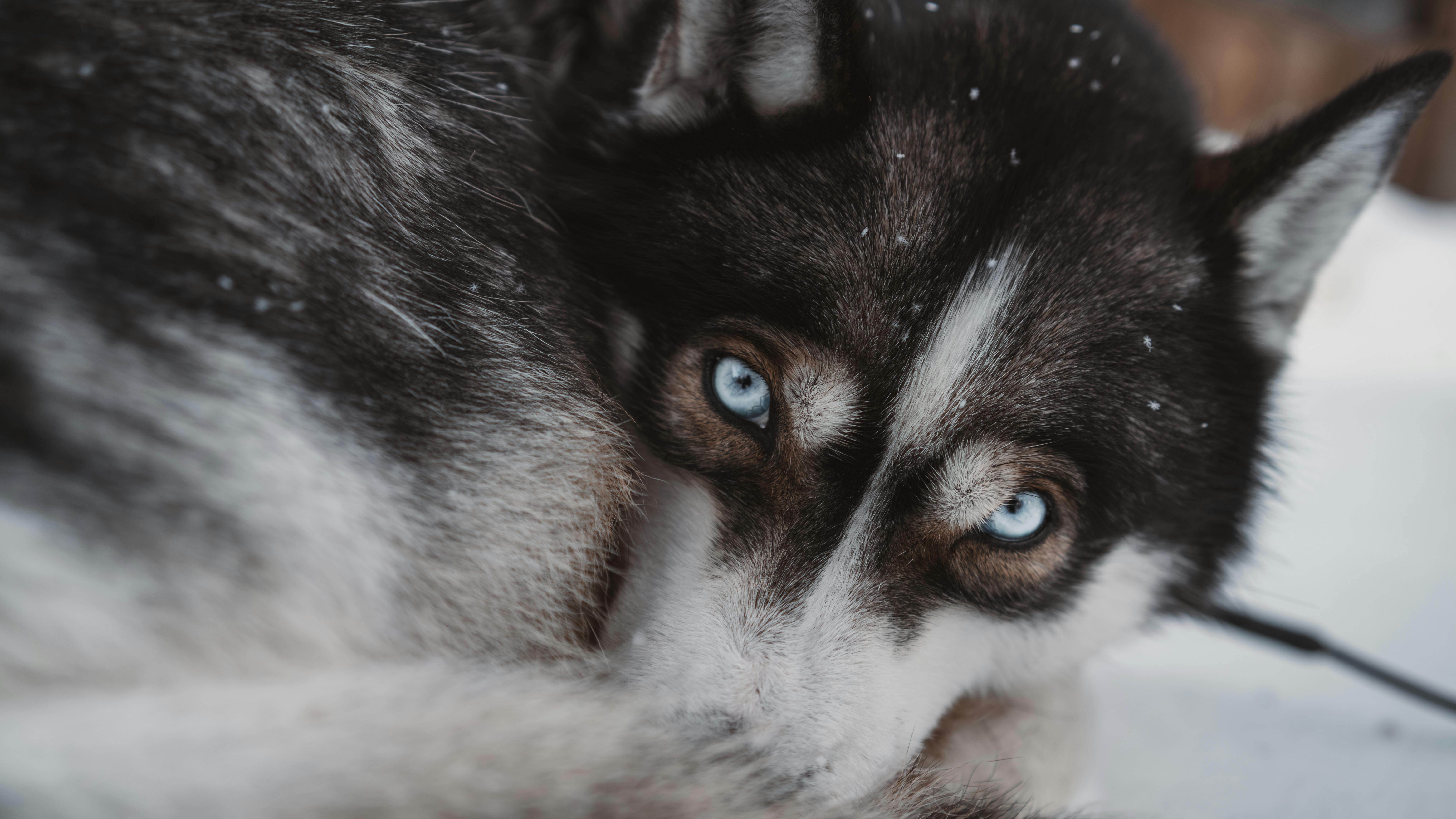 Head of Eskimo Dog Lying Down