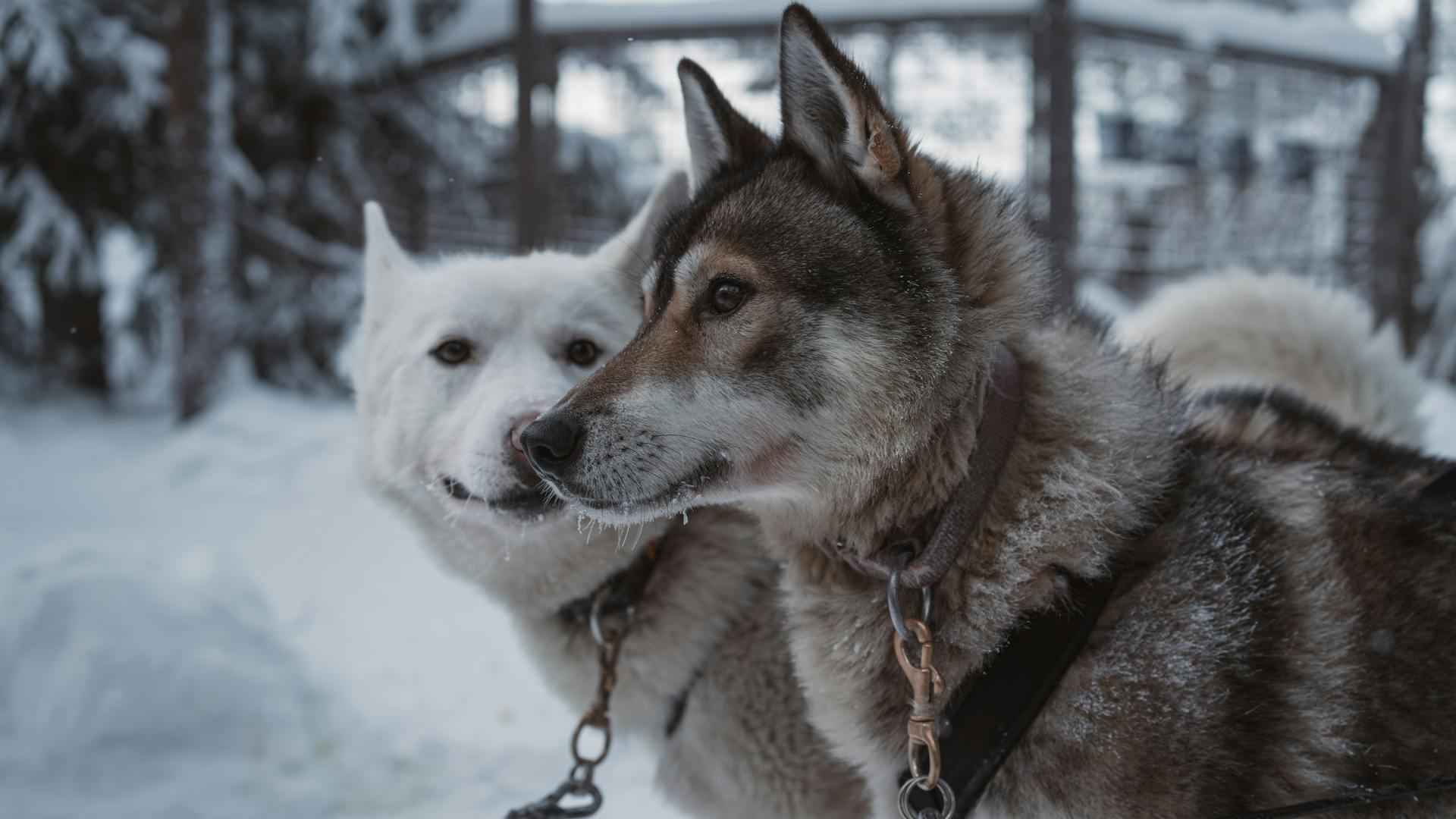 Heads of Dogs in Winter