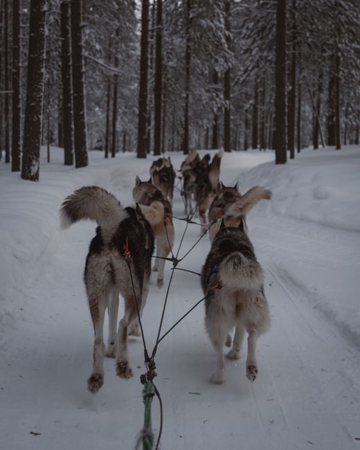 The Happy Trail Tour, Bearhill Husky, Rovaniemi, Finland