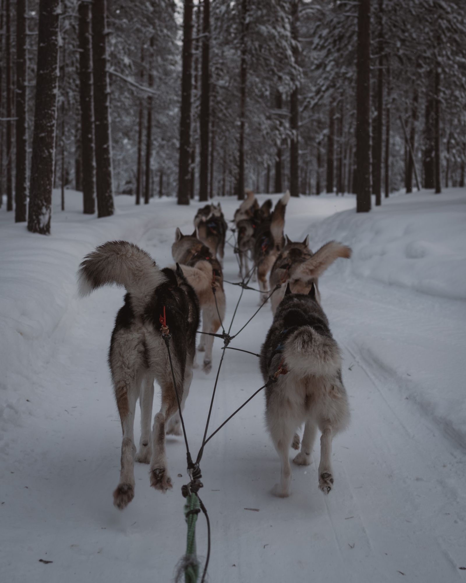 Husky sled ride through snowy Lapland forest