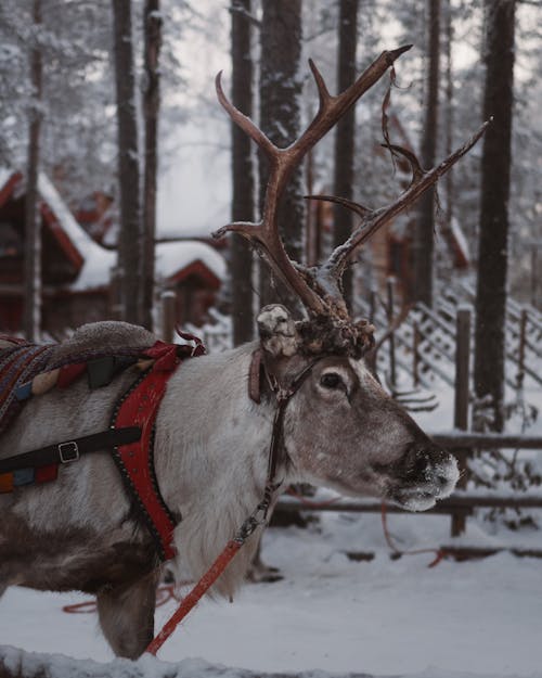 Portrait of Reindeer