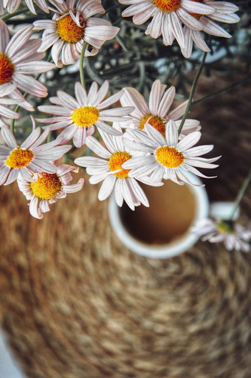 คลังภาพถ่ายฟรี ของ กลีบดอก, กาแฟ, ดอกคาโมไมล์