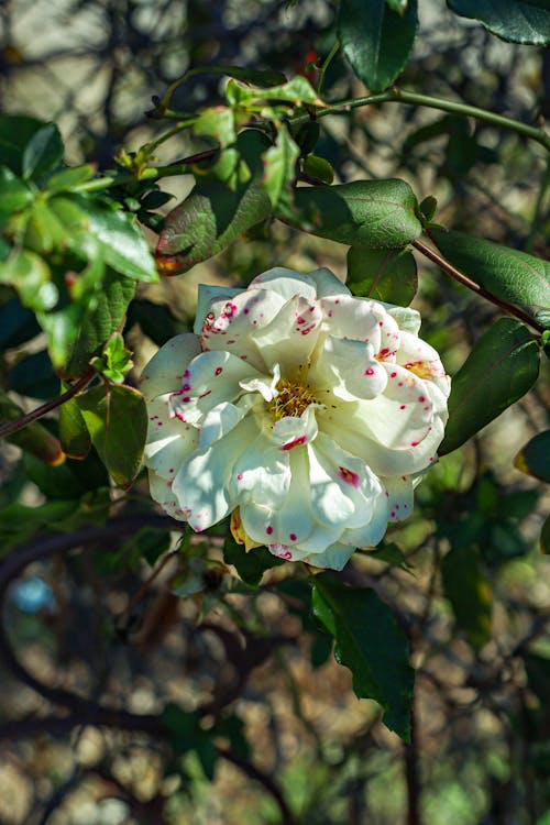 White Garden Rose Flower with Pink Spots
