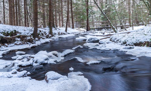 River Flowing through a Forest in Winter