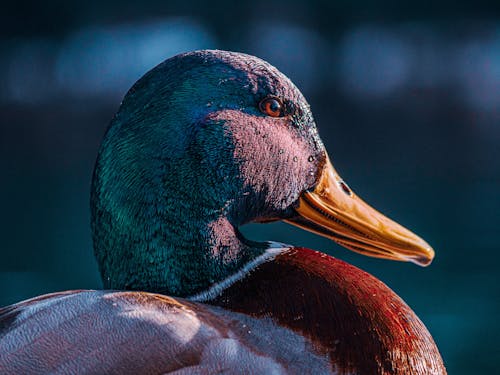 Fotobanka s bezplatnými fotkami na tému fotografie zvierat žijúcich vo voľnej prírode, hlava, kačica