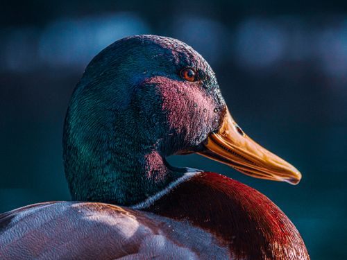 Free Detailed close-up of a colorful duck in Kranjska Gora, showcasing wildlife beauty. Stock Photo