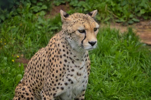 Fotos de stock gratuitas de animal, césped, depredador