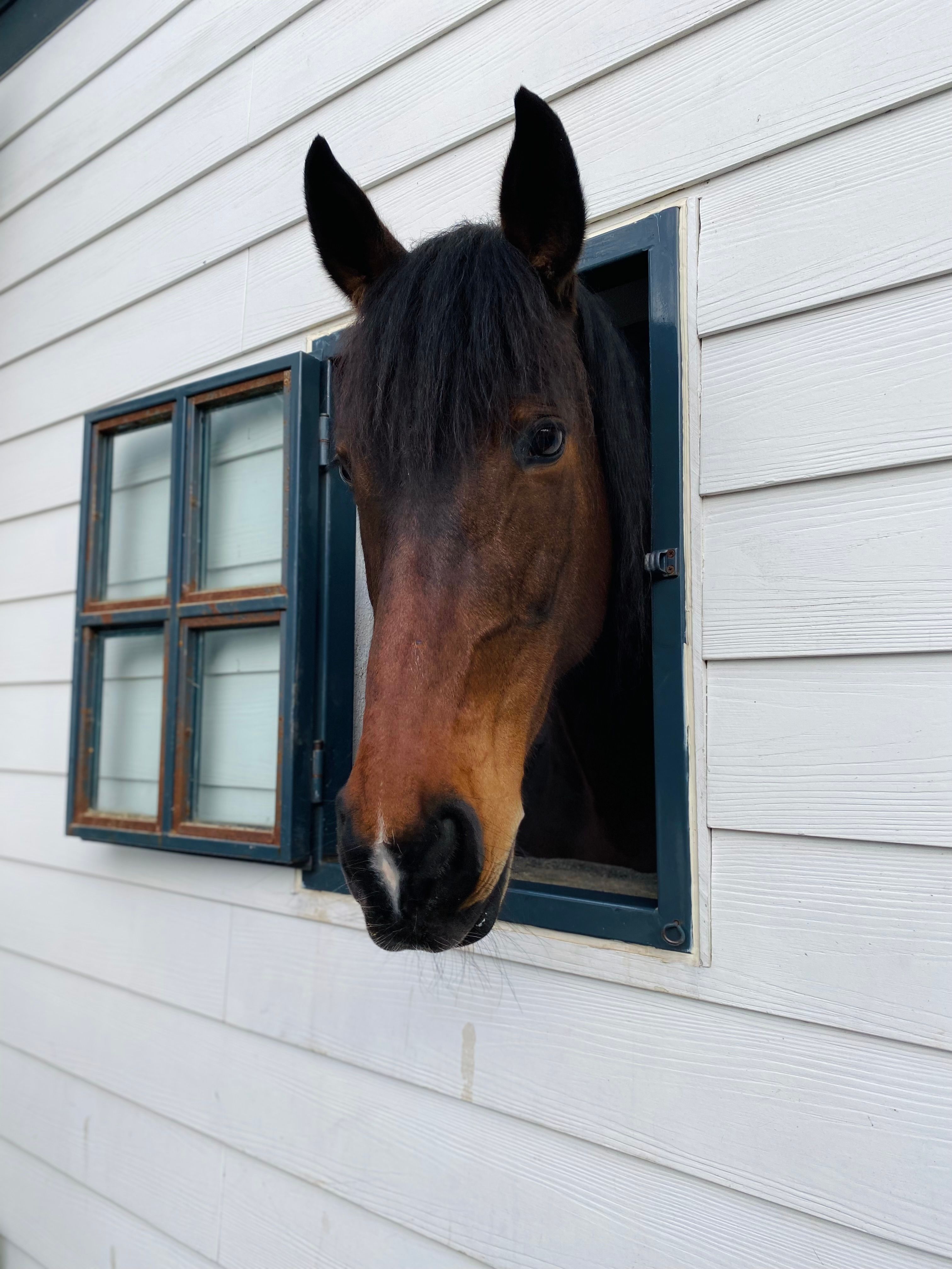 Brown Horse Head in Stable Window · Free Stock Photo