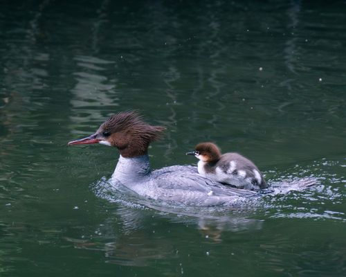 Free Common merganser with duckling swimming on a serene Wenatchee lake. Stock Photo
