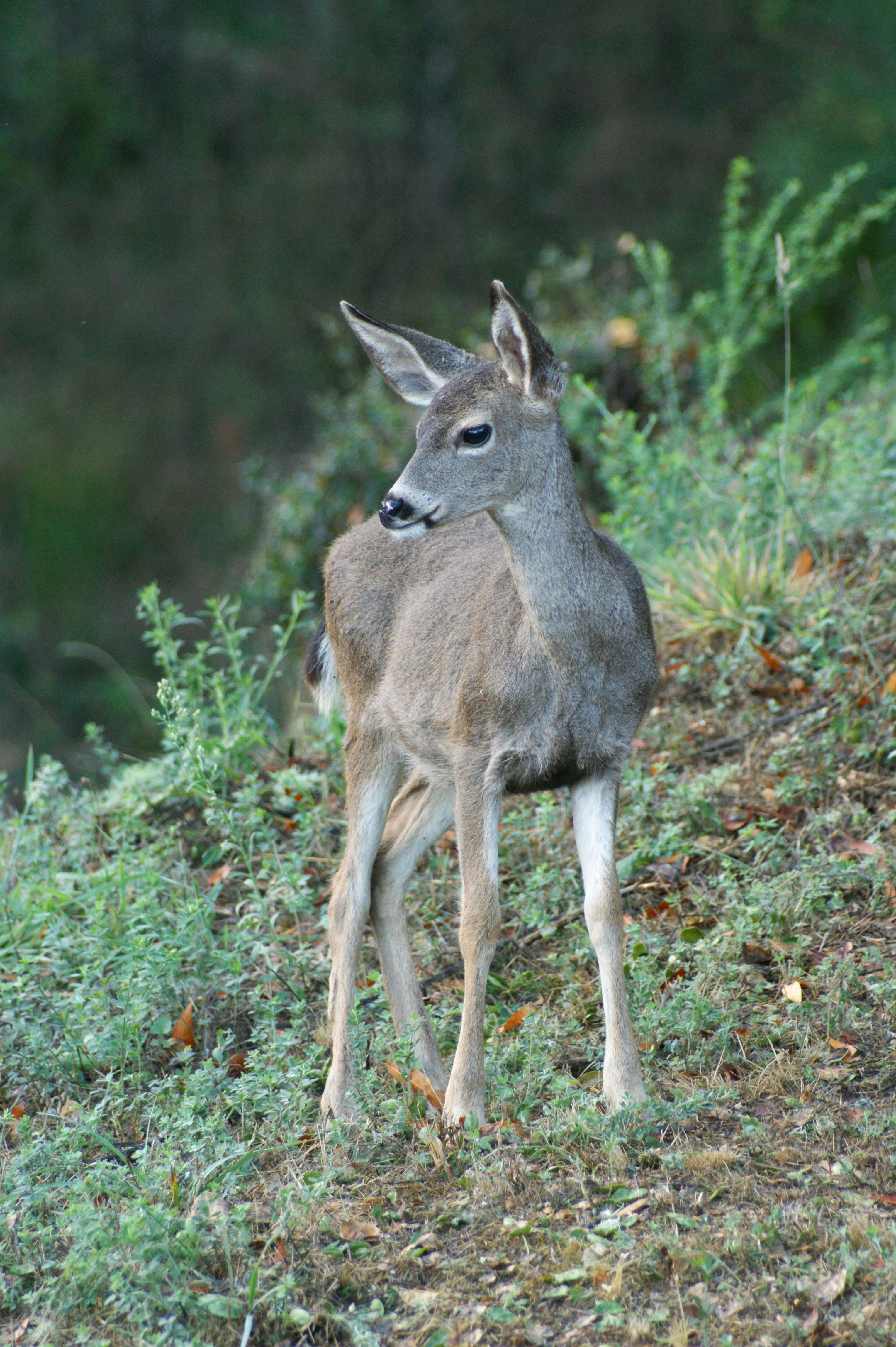 A deer stands gracefully on a green hillside in Tiburon, California, showcasing serene wildlife.