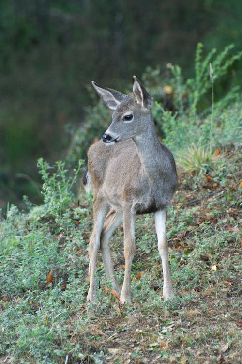 Deer on Hill