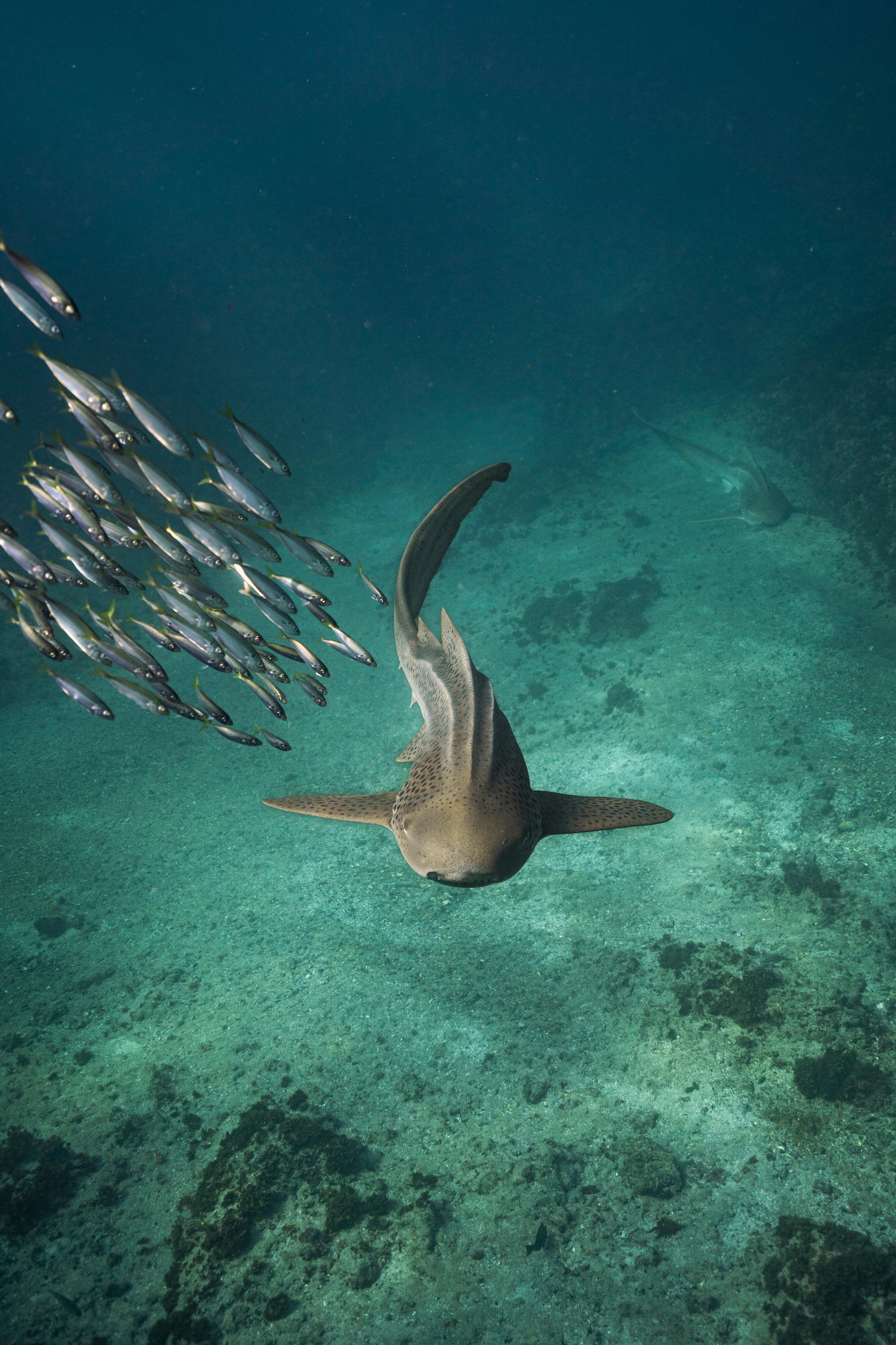 Shark swimming with a school of fish underwater, showcasing vibrant marine life.
