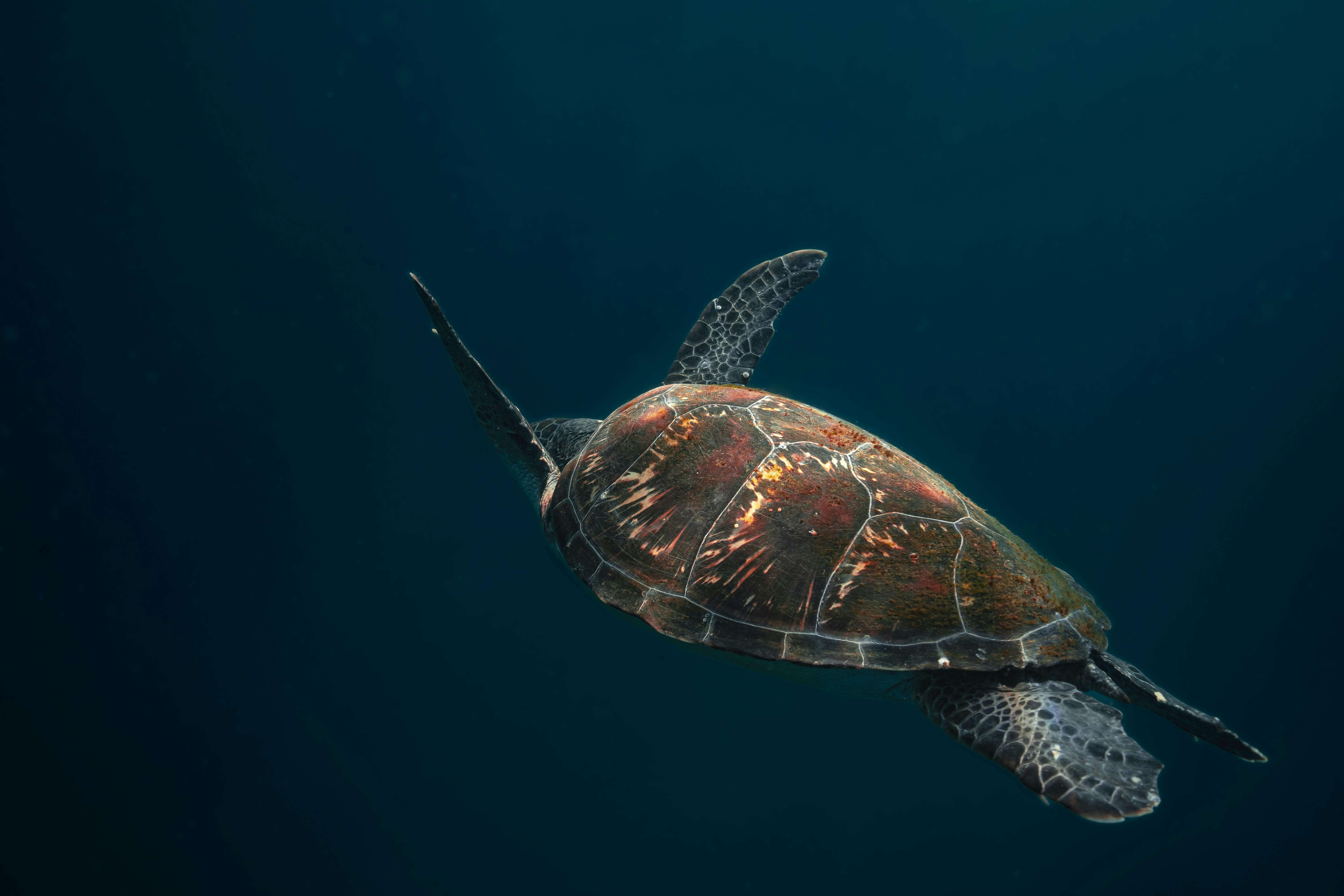 US Coasts in Peril: Your Ocean Conservation Guide & Tips