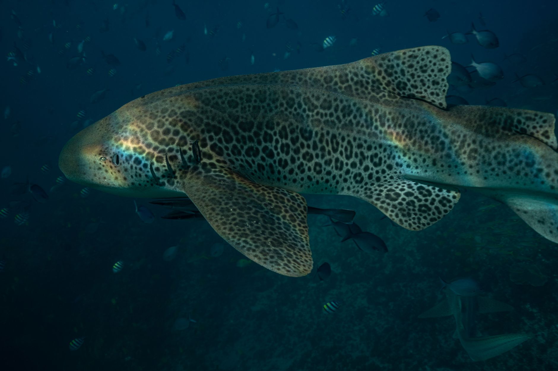 Thailand Rewilds Endangered Leopard Sharks in Rare Conservation Gain