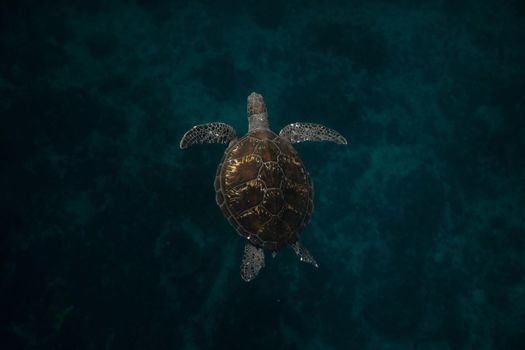 A lone sea turtle gracefully swims in the deep ocean, showcasing its beauty and serenity.