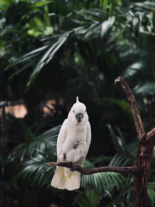 White Parrot in a Jungle 