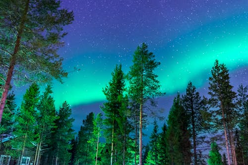 Pine Trees Under Aurora Borealis