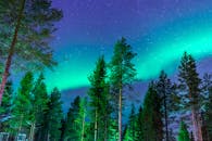 宁静的森林夜空中，北极光景观令人惊叹地照亮了夜空