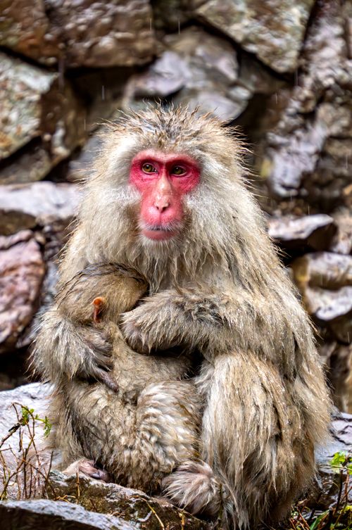 Free Japanese macaque with baby cuddling in rocky outdoor setting. Wildlife photography. Stock Photo