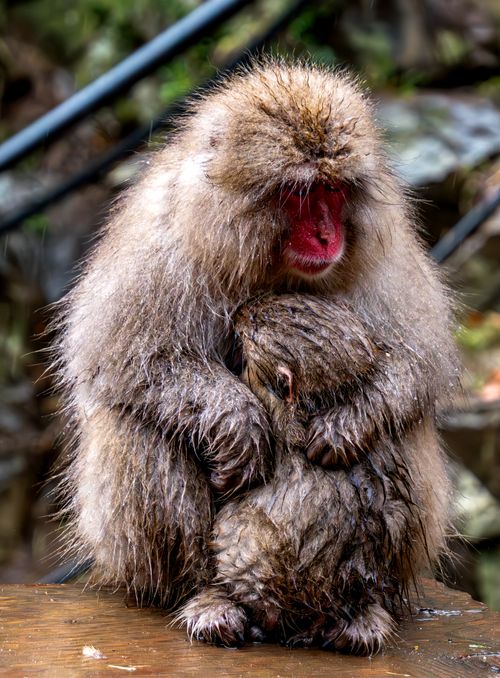 Free Wet Japanese macaque with baby huddled together under rain. Wildlife parenting moment captured. Stock Photo