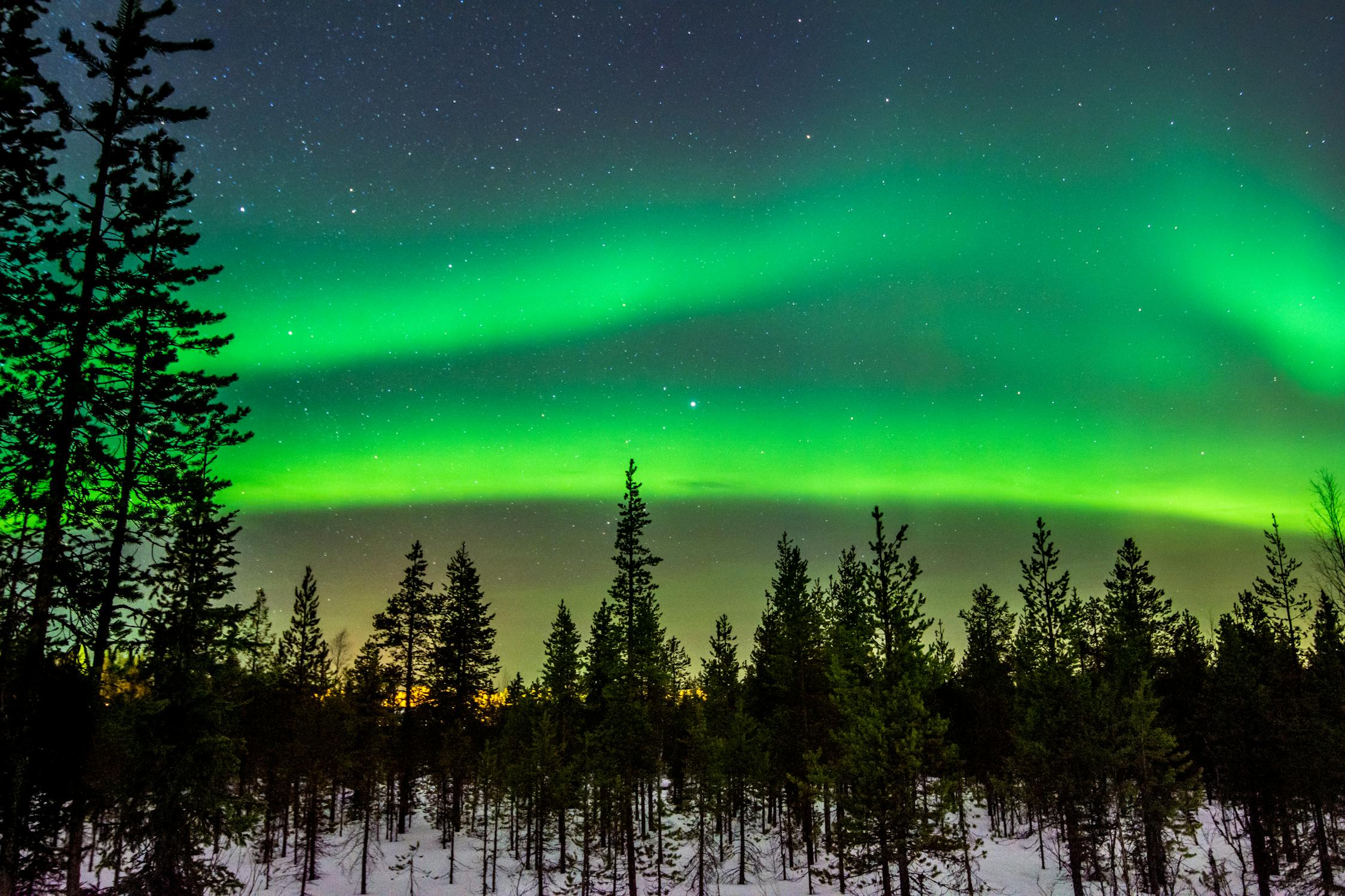 Green aurora borealis glowing above a snowy forest under a starry night sky.