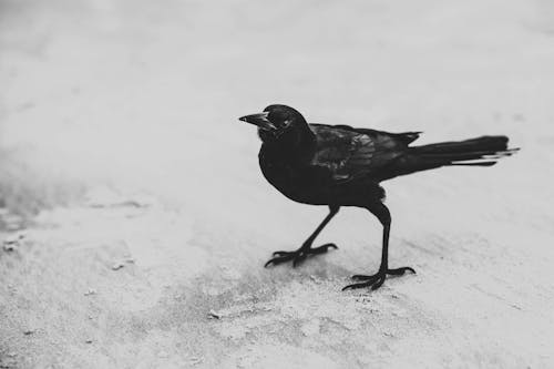 無料 黒い鳥 写真素材