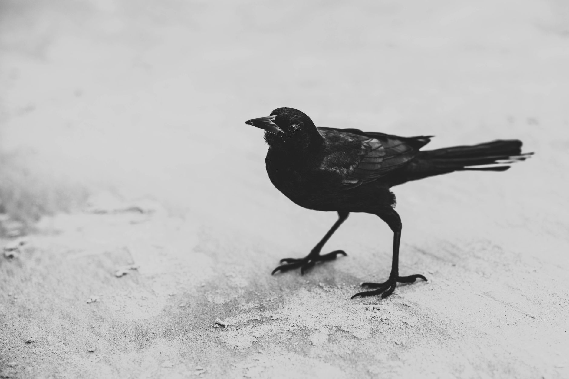 Black and white photograph of a crow standing on a textured surface in a minimalist setting.