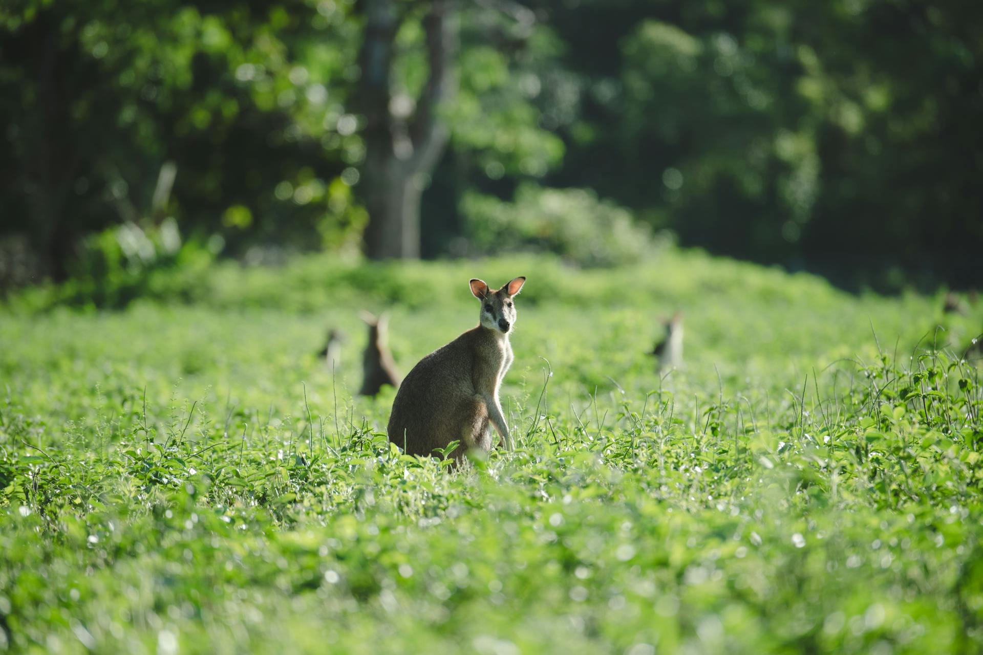 Kangaroos on Meadow