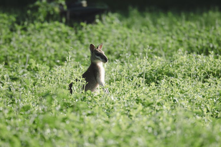 Kangaroo In Meadow