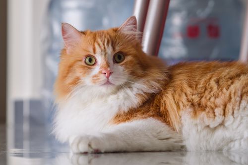 Free Close-up portrait of a fluffy orange and white domestic cat lying on the floor indoors. Stock Photo