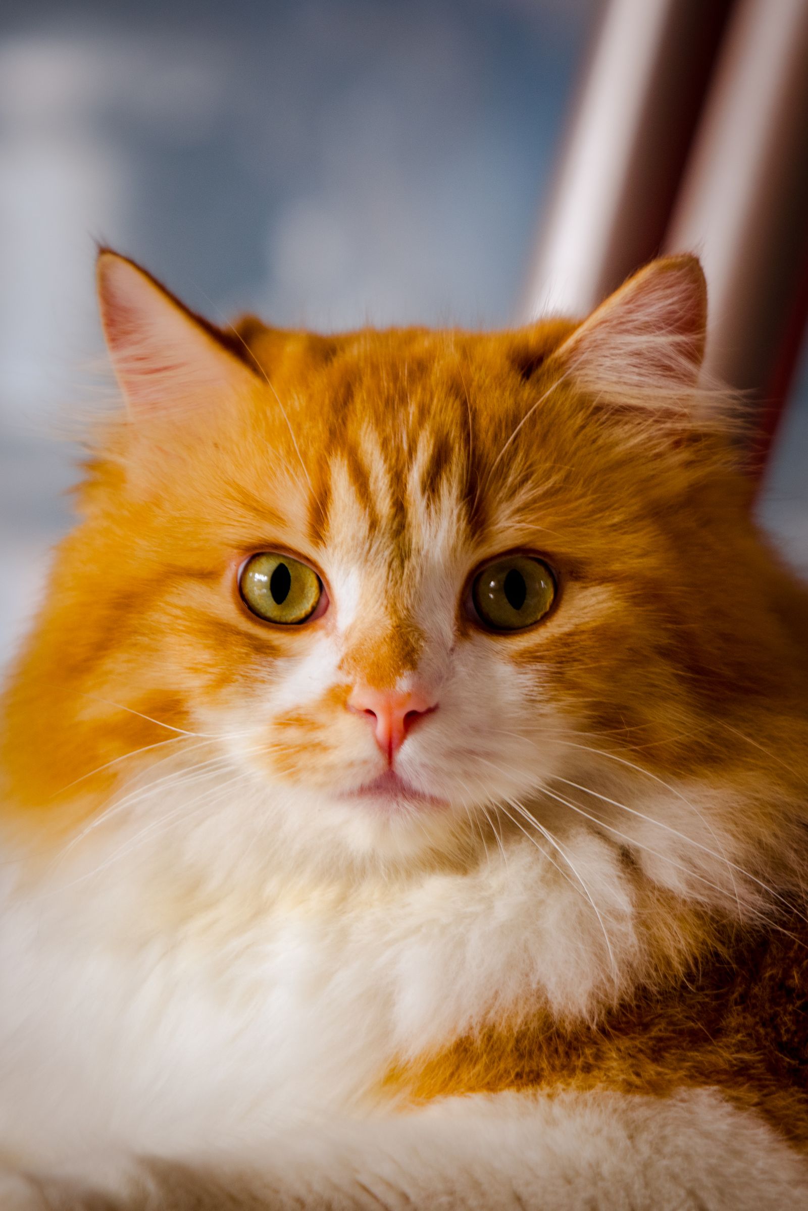 Portrait of an Orange Cat · Free Stock Photo