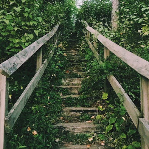 A wooden staircase leading up to a forest
