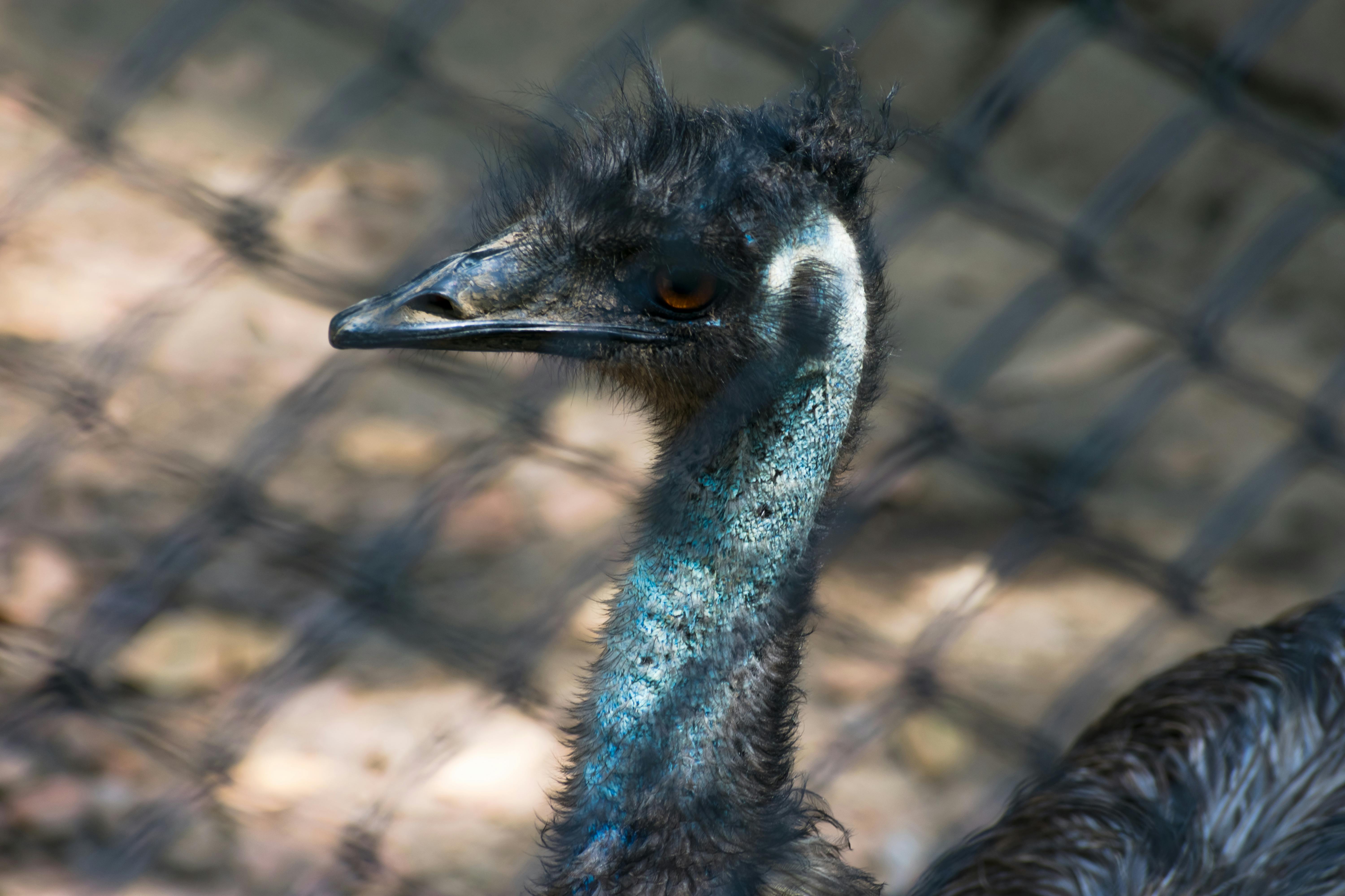 Foto Stok Gratis Tentang Emu Fotografi Binatang Liar Fotografi