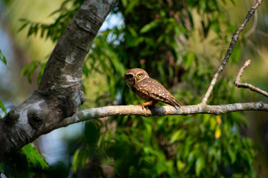 Free Bird Perched On Tree Stock Photo