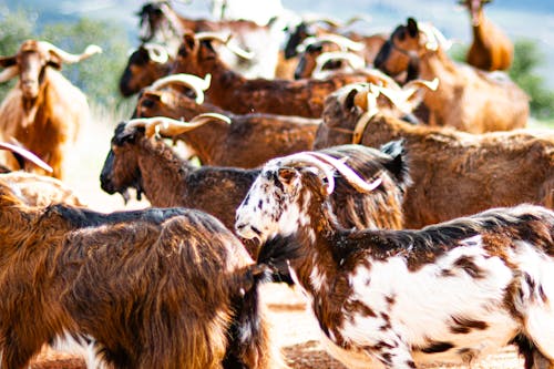 doğa, hayvanlar, keçiler içeren Ücretsiz stok fotoğraf