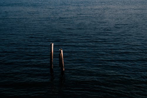 Two wooden posts in the water