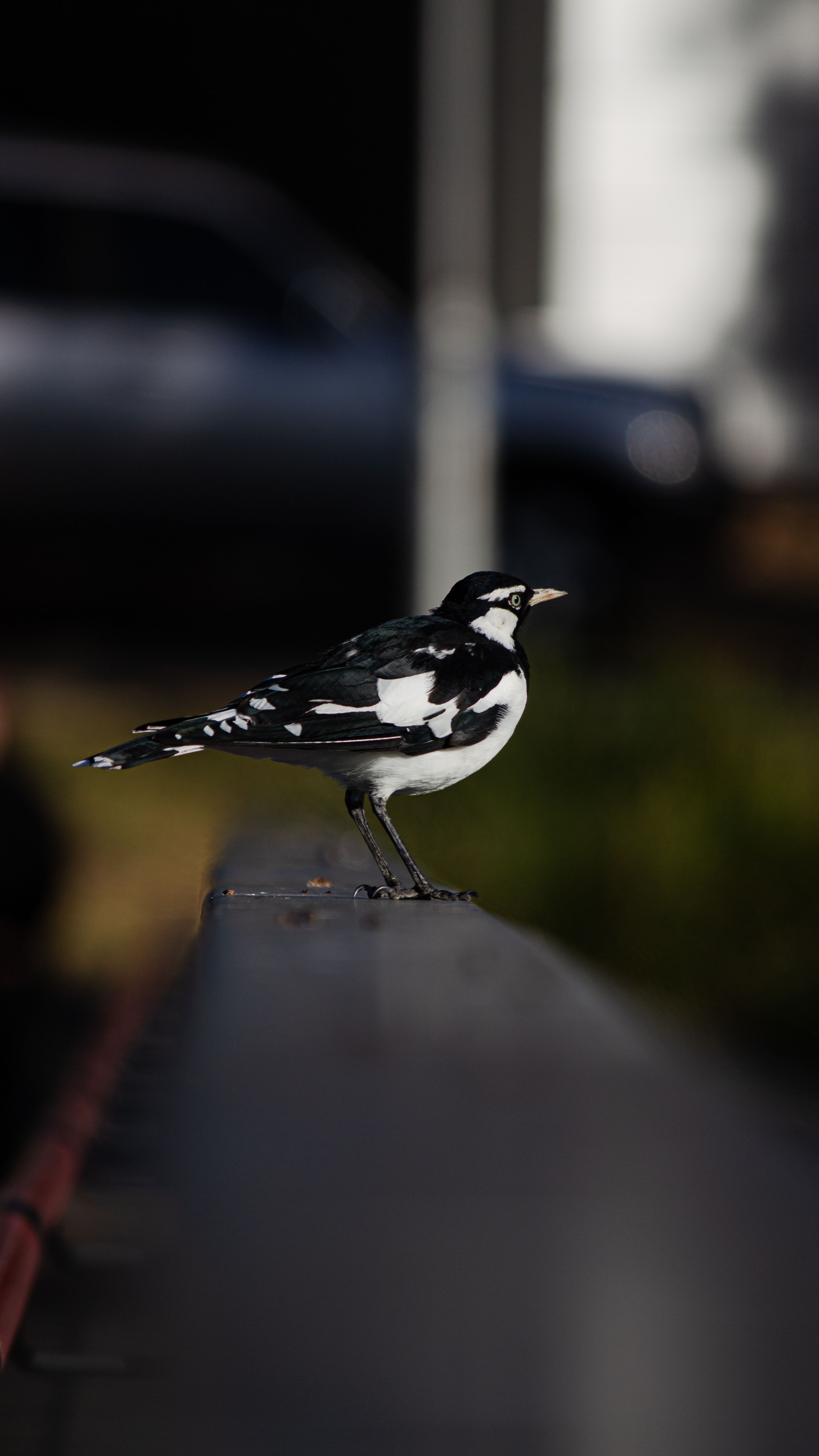 Gratis lagerfoto af Australien, australske fugl, avifauna Lagerfoto