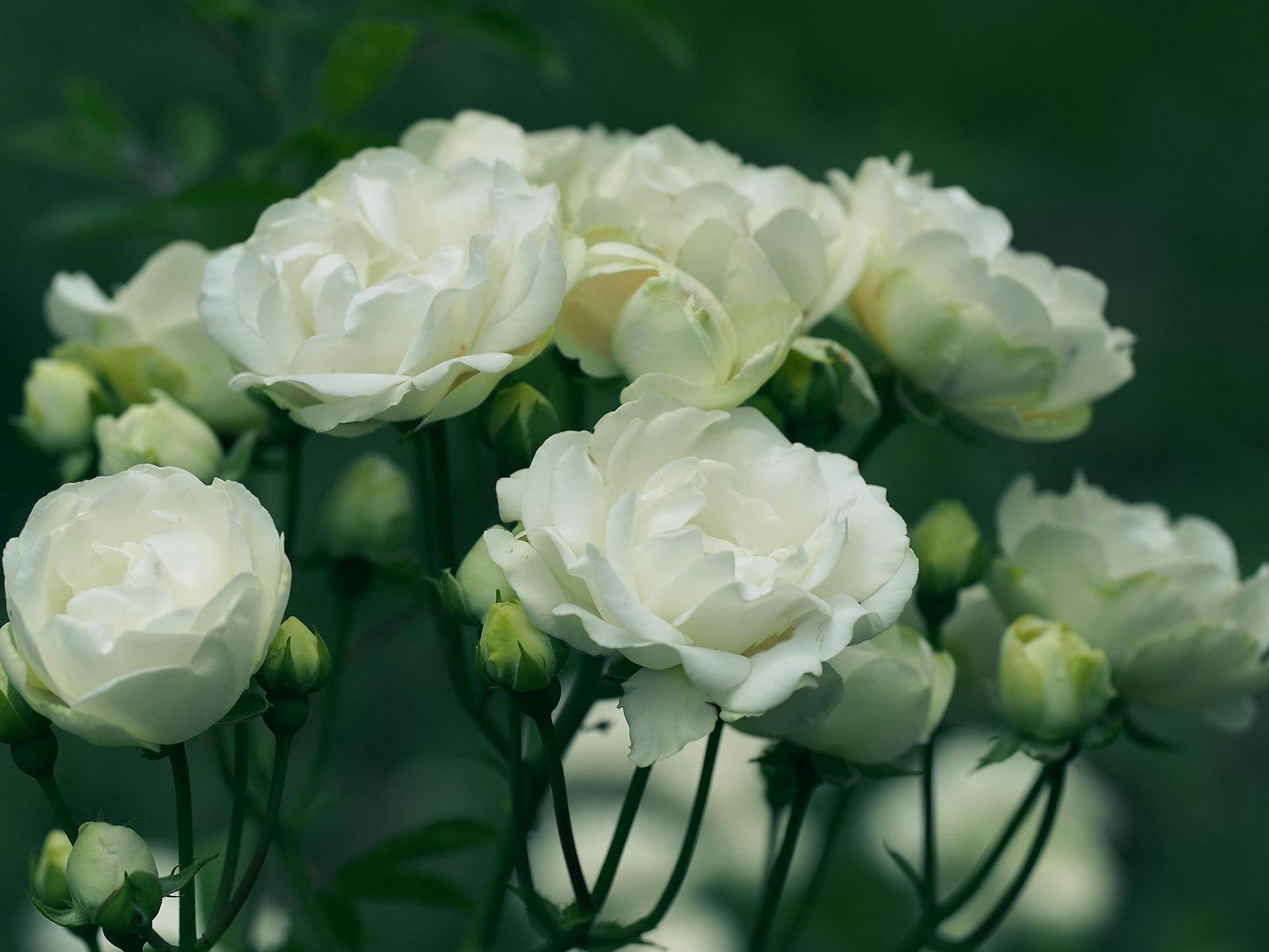 A cluster of delicate white roses blooming in a lush garden, showcasing natural beauty and elegance.