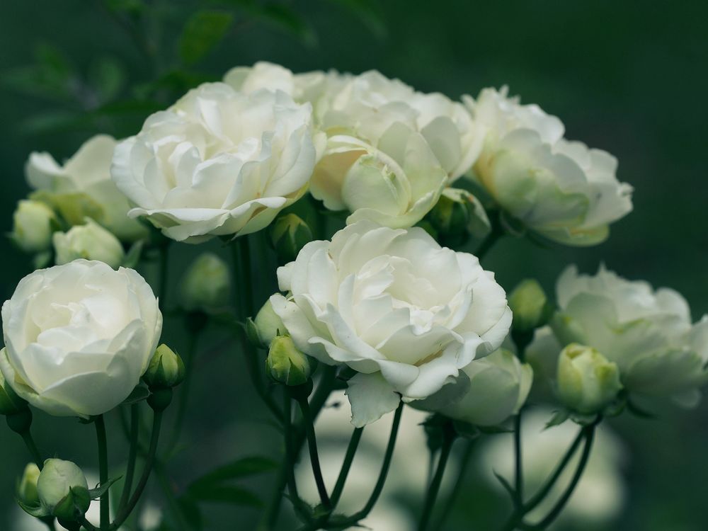 White Running Roses Blooming White Roses · Free Stock Photo