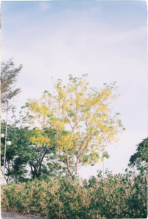 低木, 垂直ショット, 夏の無料の写真素材
