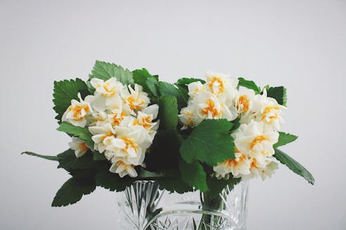 คลังภาพถ่ายฟรี ของ ขาว, ช่อดอกไม้, ดอกไม้