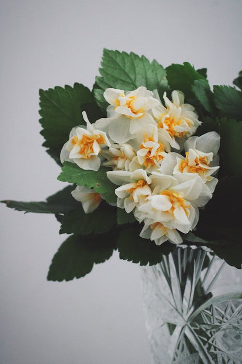 Foto profissional grátis de branco, flores, folhas