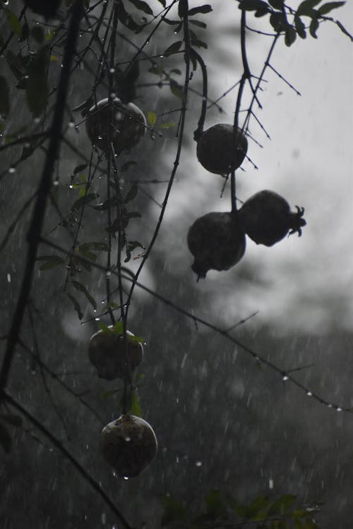 Downpour over Apples on Branches