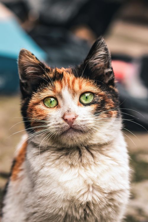 Free A detailed portrait of a calico cat showing vibrant green eyes and distinctive fur pattern, perfect for pet lovers. Stock Photo